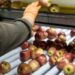 ECONOMÍAS REGIONALES ADVIERTEN SOBRE FALTA DE MANO DE OBRA PARA COSECHAR Y APUNTAN A LOS PLANES SOCIALES