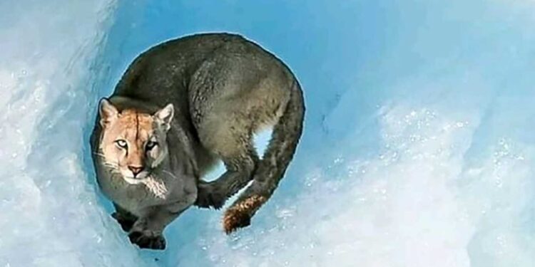 UN PUMA FUE FOTOGRAFIADO Y FILMADO SOBRE UN ICEBERG EN EL PARQUE NACIONAL LOS GLACIARES