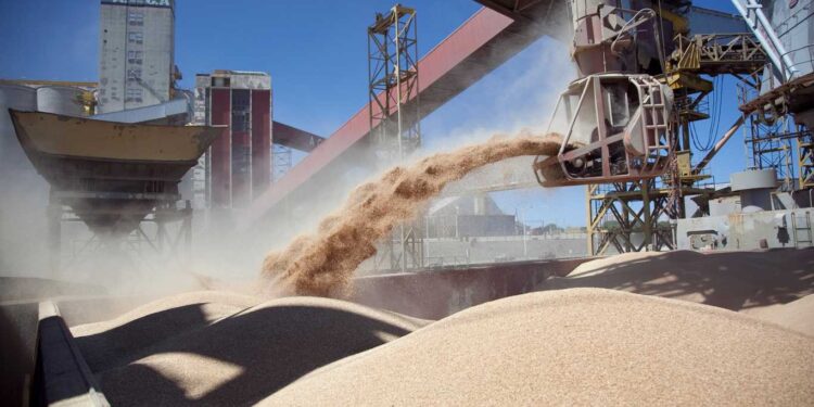 EL ÁREA SEMBRADA DE SOJA CAERÍA A 16,5 MILLONES DE HECTÁREAS, LA MENOR EN QUINCE AÑOS