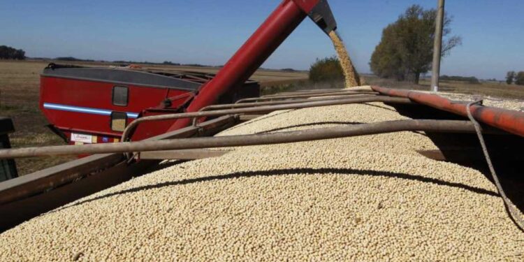 LA AGROEXPORTACIÓN LIQUIDÓ US$ 3.000 MILLONES EN AGOSTO, RÉCORD PARA EL MES PERO 13,35% MENOS QUE EN JULIO