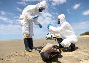 UNA CEPA DE LA GRIPE AVIAR GENERA ALARMA PORQUE EL VIRUS ESTÁ MATANDO A LA FAUNA SUDAMERICANA