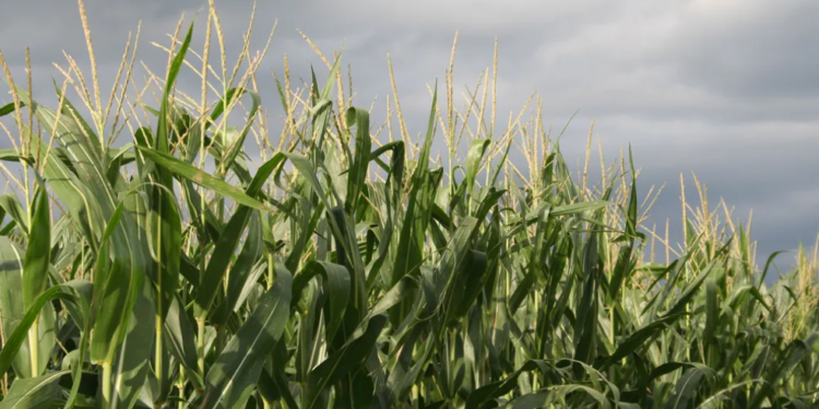 Campaña 2024/25: se advierte una fuerte caída en la intención de siembra de maíz