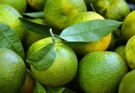 Detección rápida de la Mancha Negra de los Cítricos