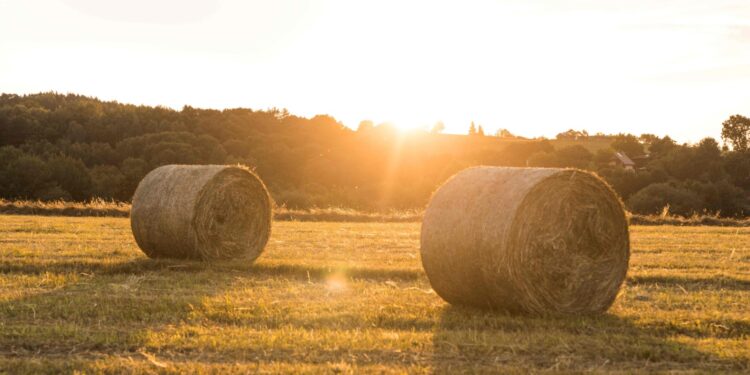 Mercado inmobiliario rural: cuáles son las zonas más demandadas este año y por qué?