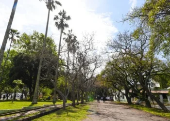 Alerta fitosanitaria: la isla Martín García bajo emergencia por plaga de insectos que afectan las palmeras