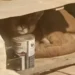 Un puma ingresó a un domicilio en Bariloche: cómo fue el rescate