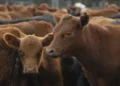 La faena vacuna cayó al nivel más bajo en décadas y el consumo de carne por habitante sigue en descenso