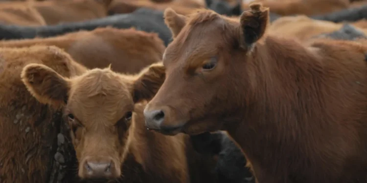 La faena vacuna cayó al nivel más bajo en décadas y el consumo de carne por habitante sigue en descenso