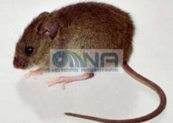 La OMS confirmó un segundo caso de hantavirus en el crucero