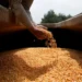 El Gobierno lanza nuevo protocolo sobre la propiedad de semillas y prevé un salto exportador de US$4.000 millones
