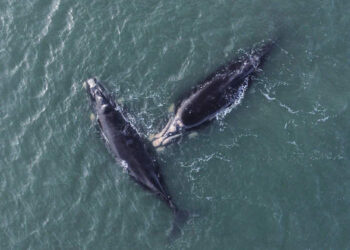 Avistaje de Ballena Franca Austral