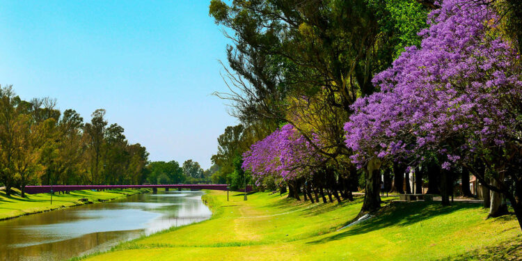 Campo, cultura y memoria regional