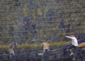 Superclásico con riesgo de chaparrones y tormentas: hasta 90% de probabilidad de lluvias en “La Bombonera”