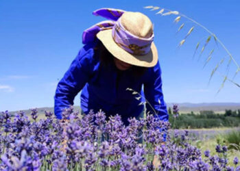 Floración de las Lavandas