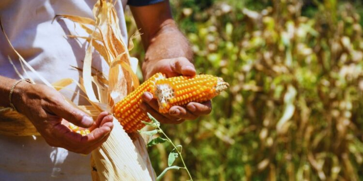 Bautista INTA: un maíz adaptado a las condiciones de Misiones